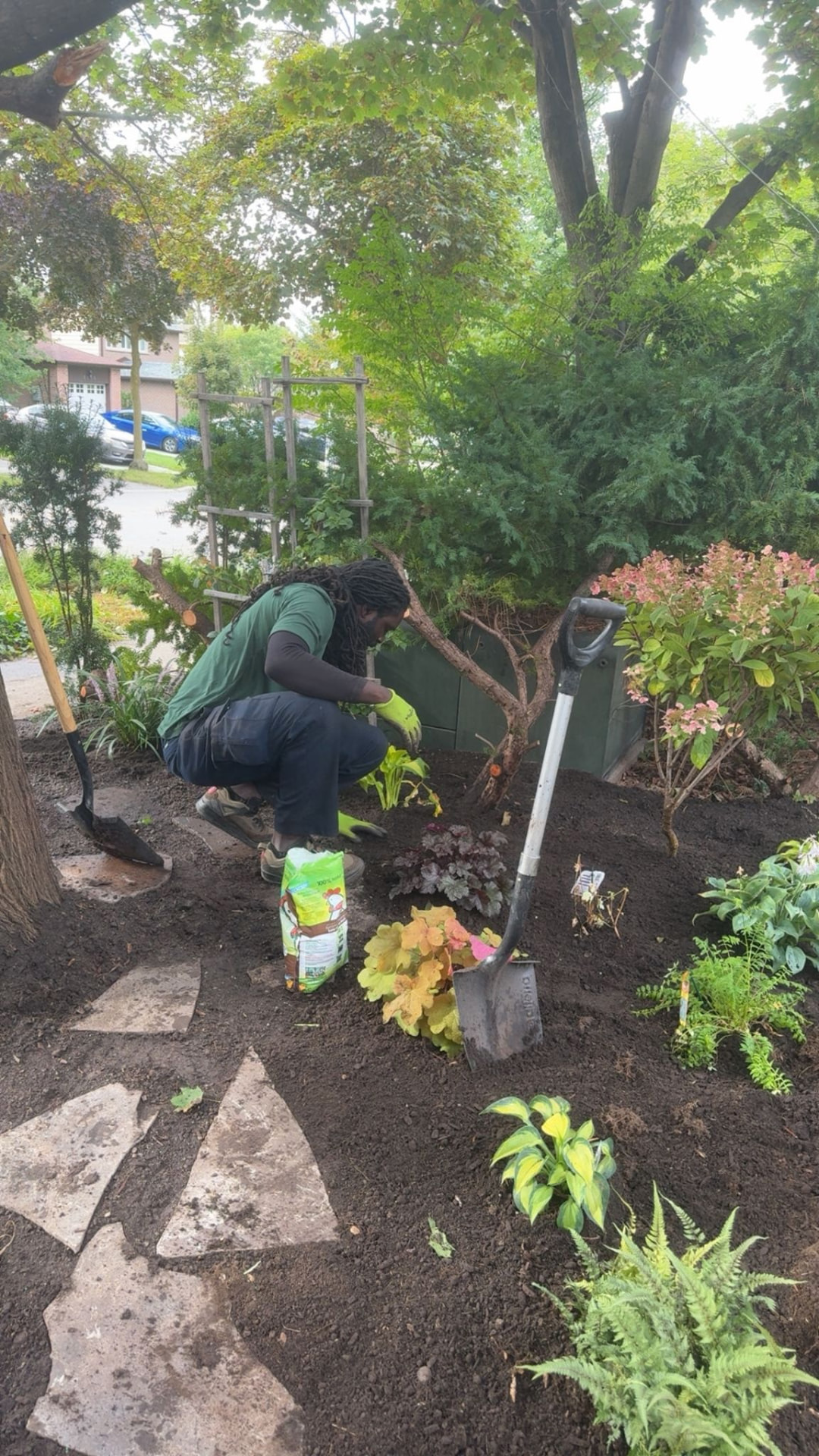 Planting hostas and ferns in a shaded garden bed