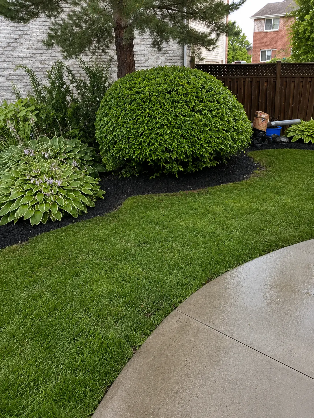Hosta Garden Bed with Black Mulch & Manicured Lawn