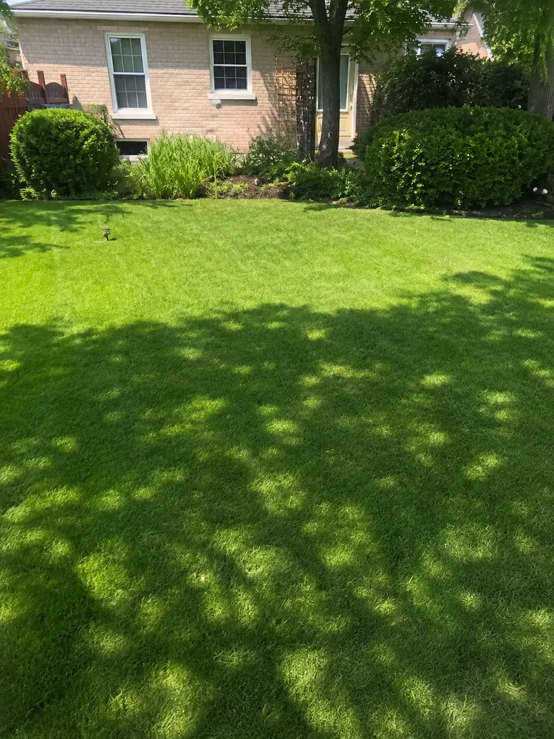 Lush Front Lawn with Shaped Shrubs