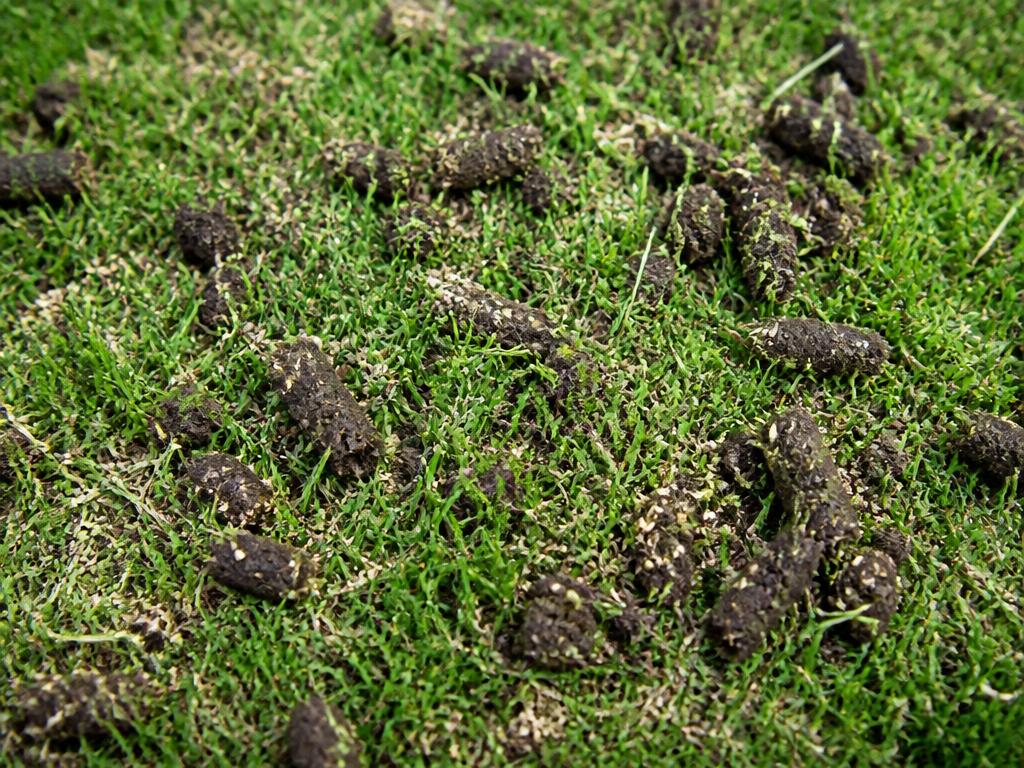 Core Aeration & Overseeding — lawn renovation & sod installation material